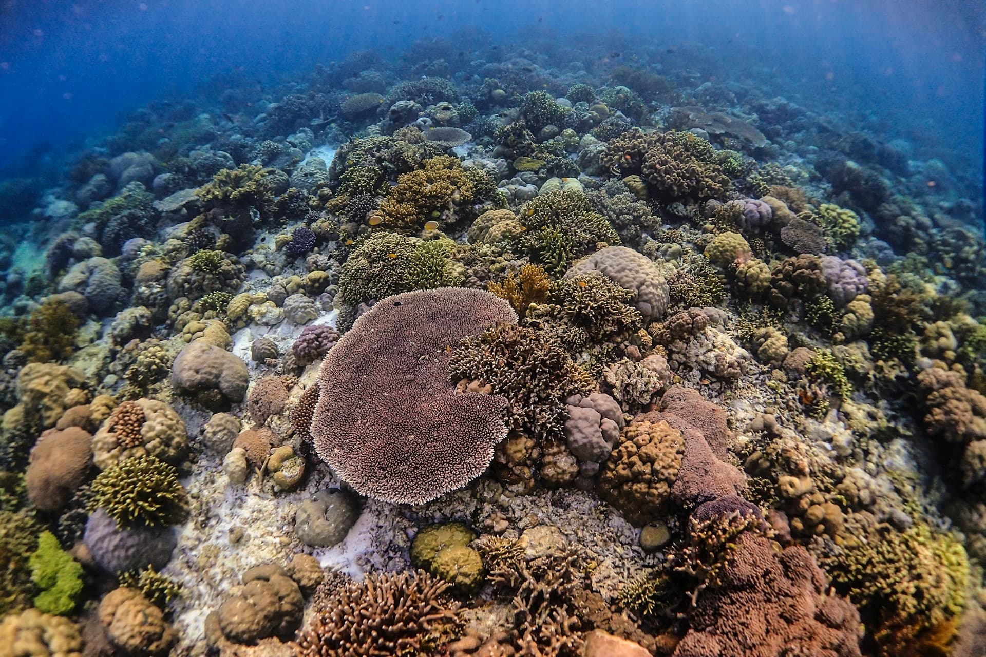 Wakatobi Diving Paradise